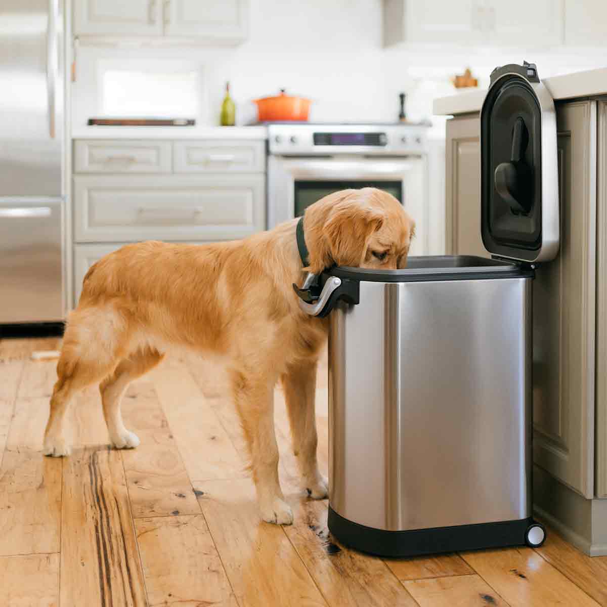 large pet food can - lifestyle dog eating out of can